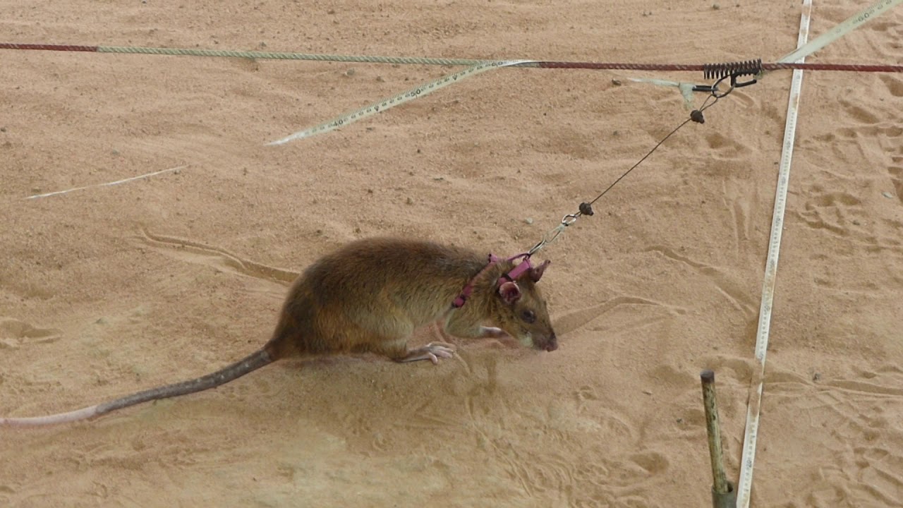 Apopo Rats  - Hero Rats demonstration