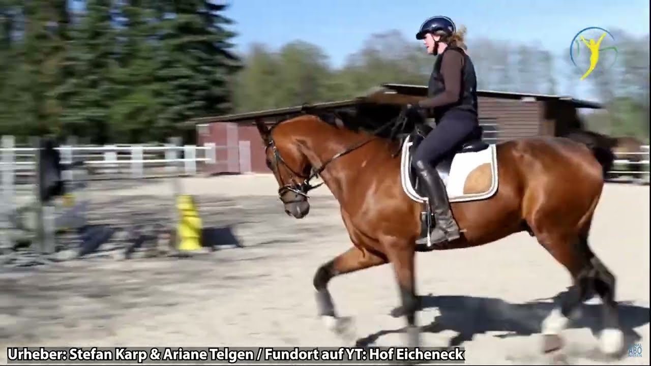 Vertikaler Aufrichtungskrampf bei Oliveira Stables & Ariane Telgen: Gruselbilder Google Pferdestory