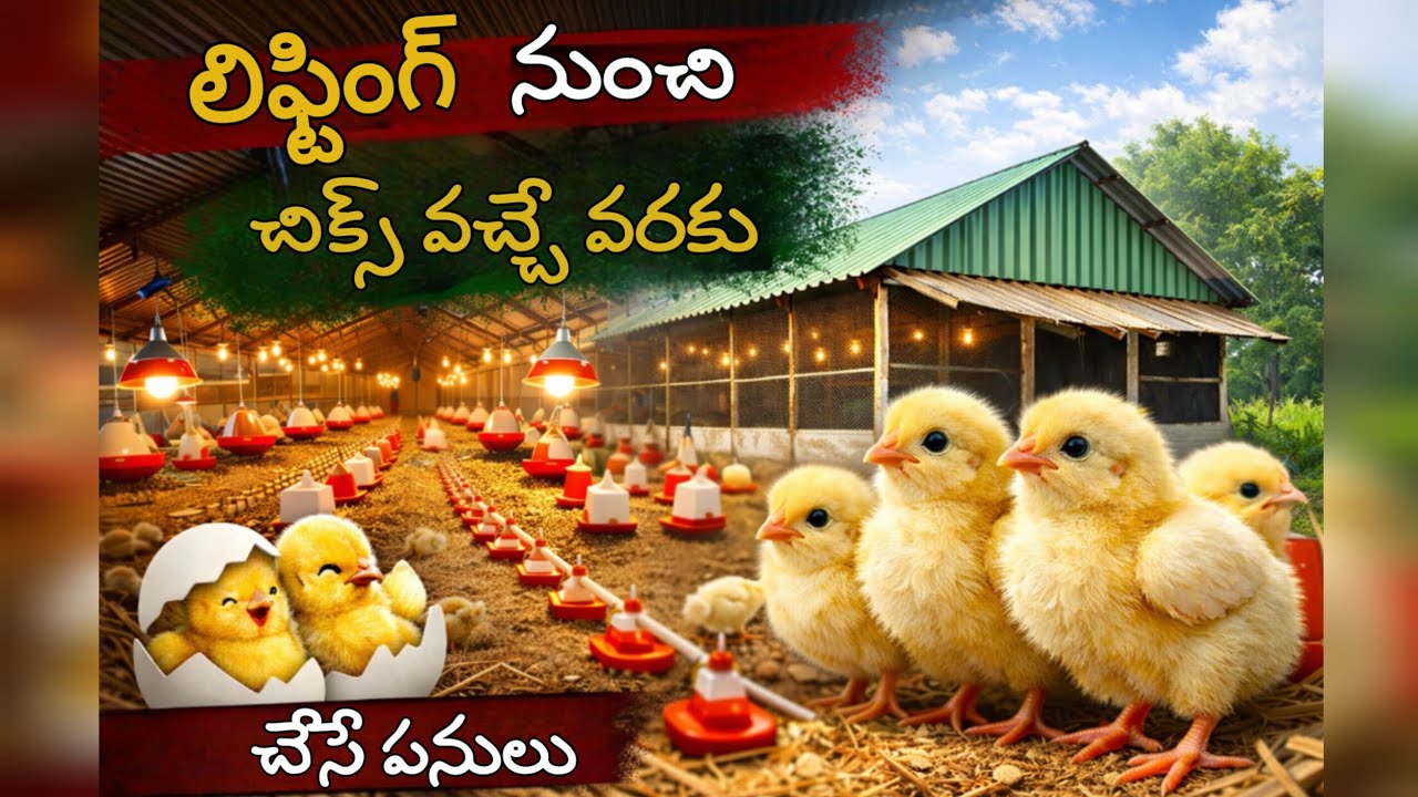 లిఫ్టింగ్ అయినప్పటి నుంచి చిక్స్ దించుకునే వరకు షెడ్ లో నేను చేసే పనులు ఇవే! 
