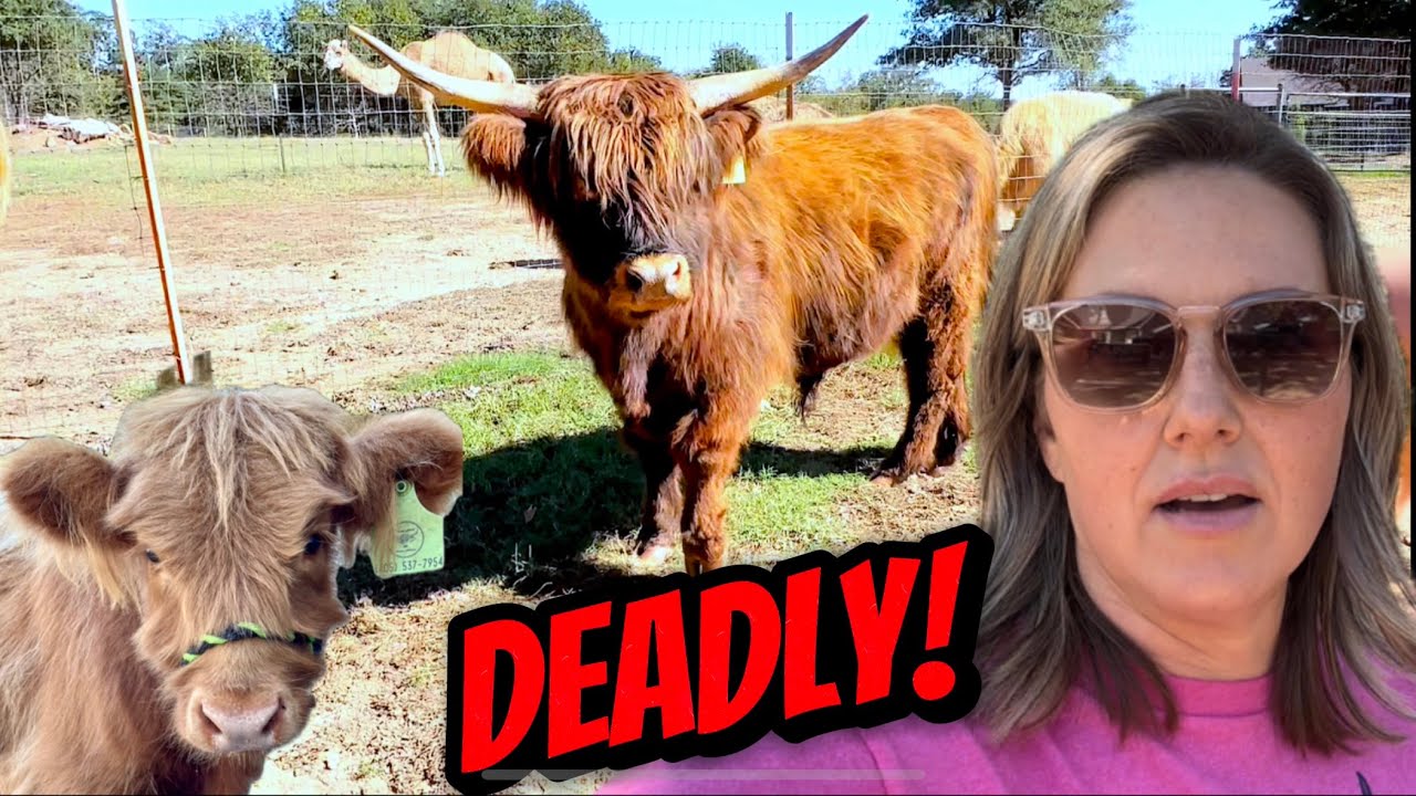 Working Highland Cattle // Halter Training Calves and Sheep // Cute but Deadly
