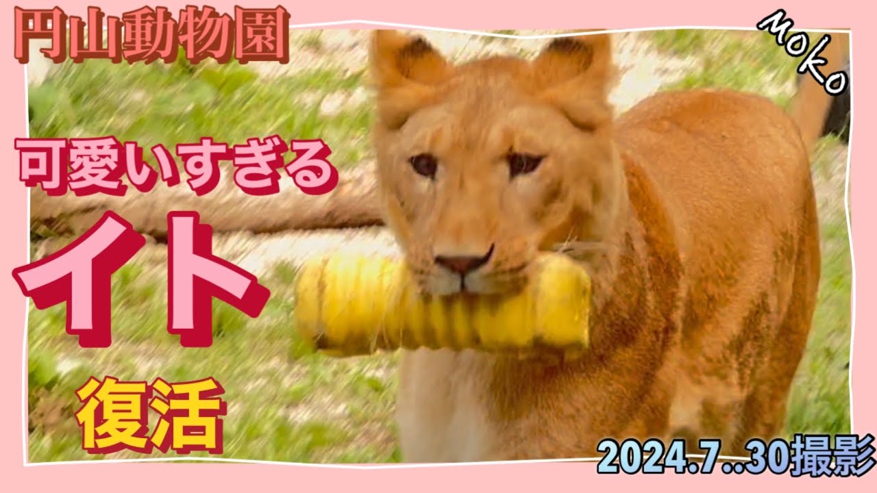 可愛すぎる元気姫【イト】♡復活♪百獣の王【パーチェ】のガオ～も聞けます！！！