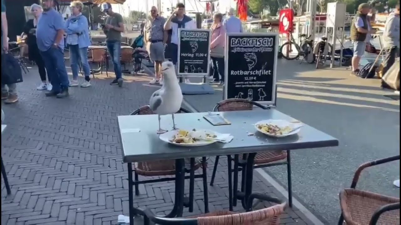 Möwe Ostsee seagull