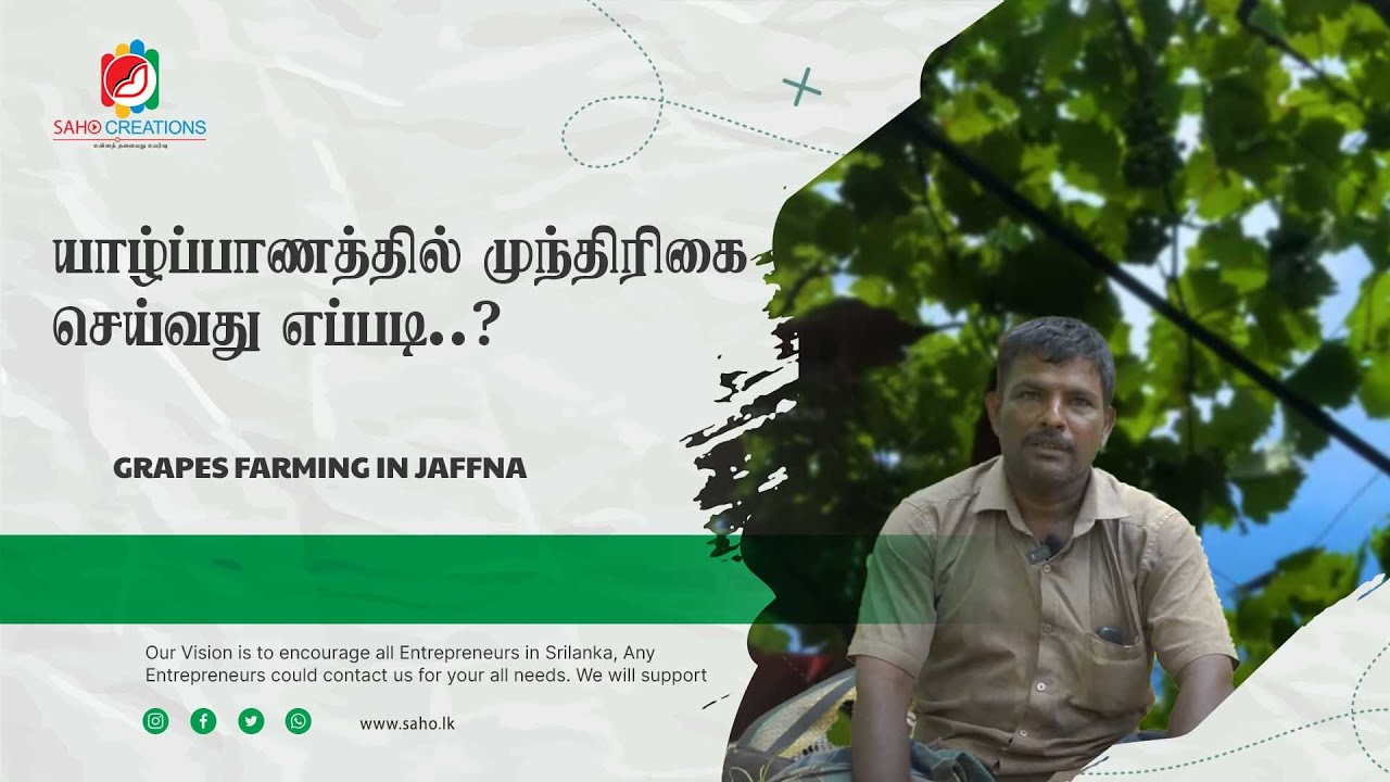 Grapes farming in Jaffna|முந்திரிகை விவசாயம்