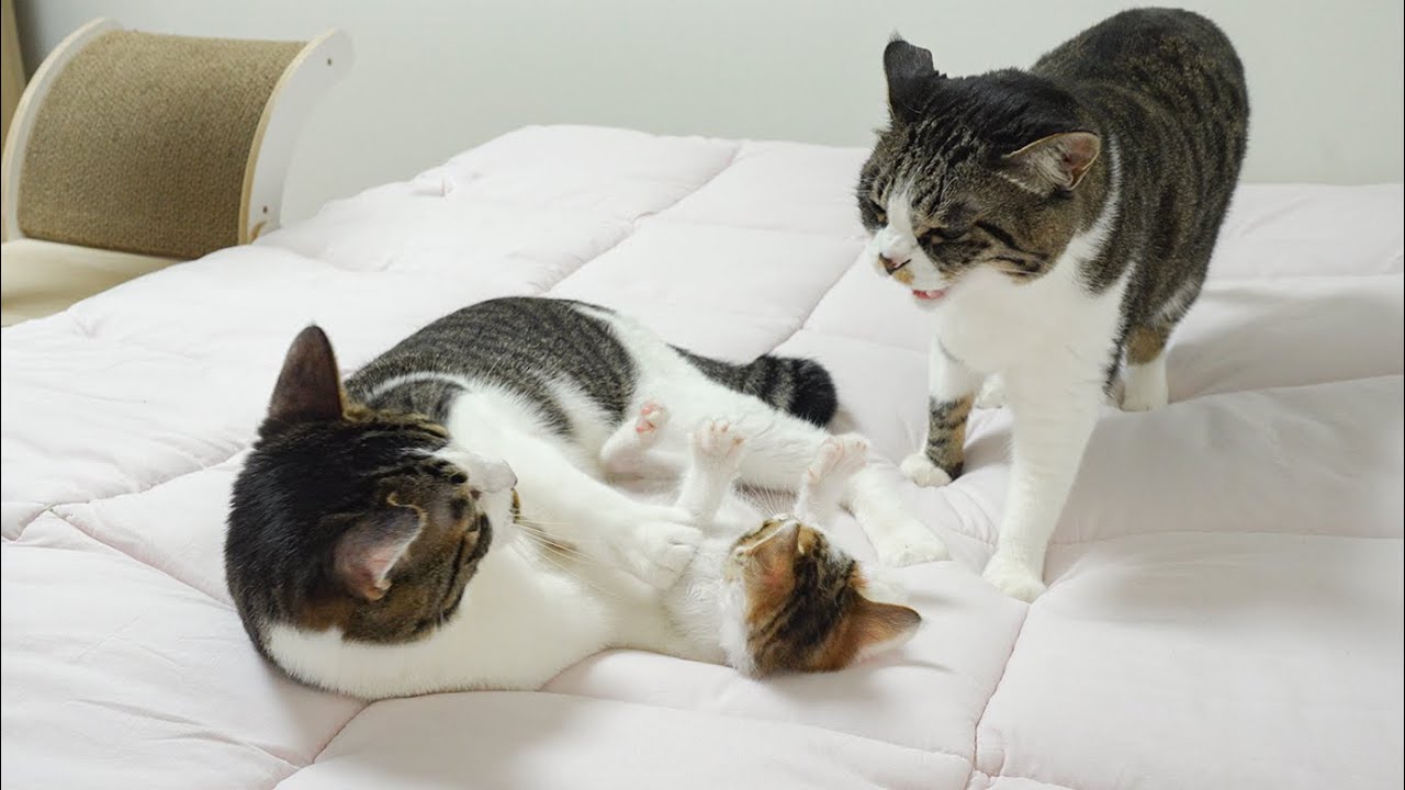 The Big Cat Wants To Protect the Rescued Kitten From the Boss Cat │ Episode.52