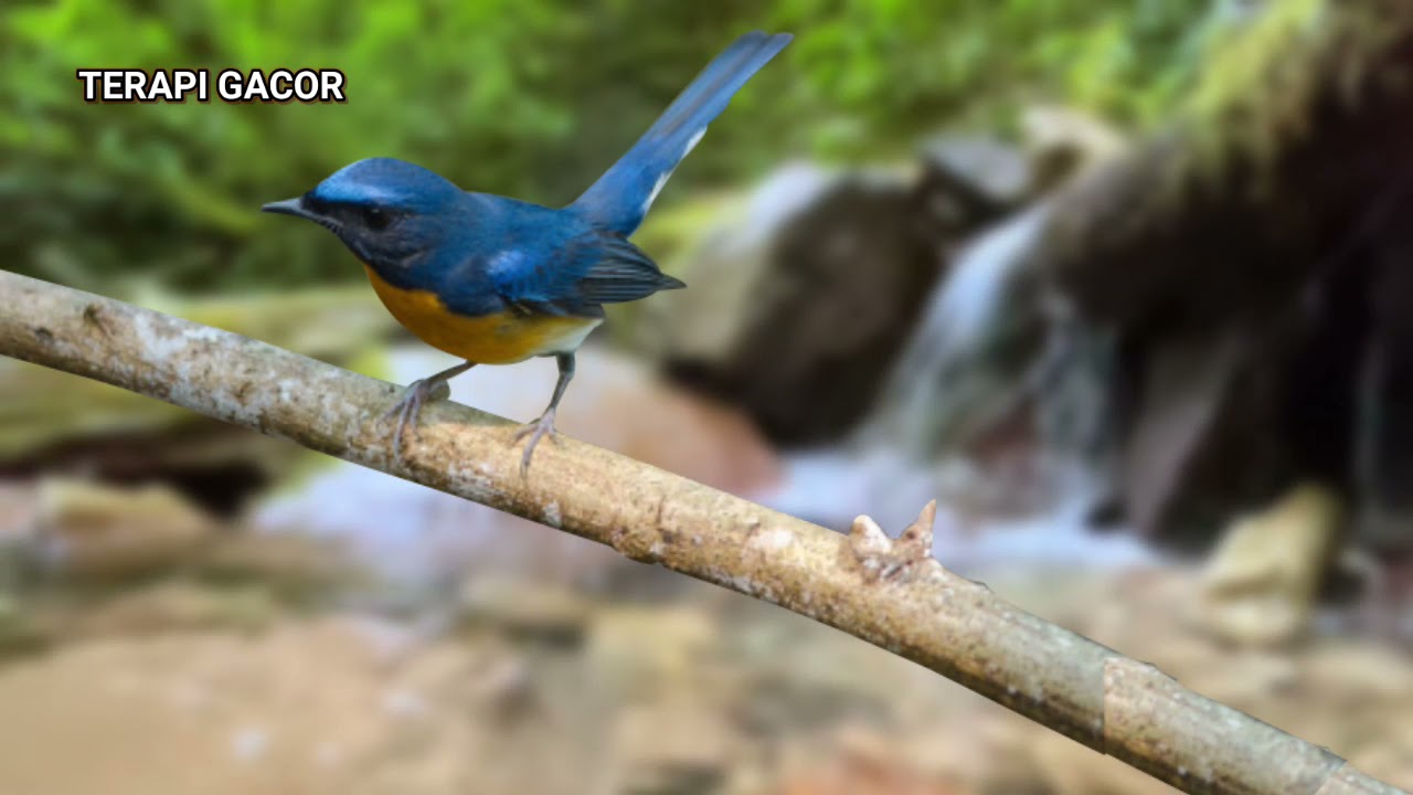 tledekan gunung gacor full isian suara mewah pancingan ampuh burung bisu agar bunyi