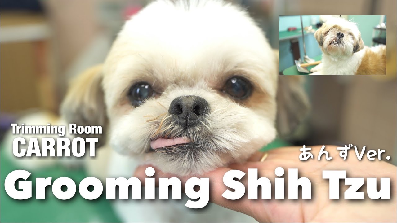 #22 あんずのトリミング風景🐶【シーズー】#トリミングルームキャロット