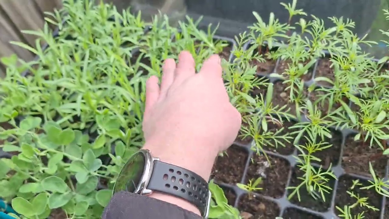 Цветы прекрасно распускаются | Экскурсия по саду, март