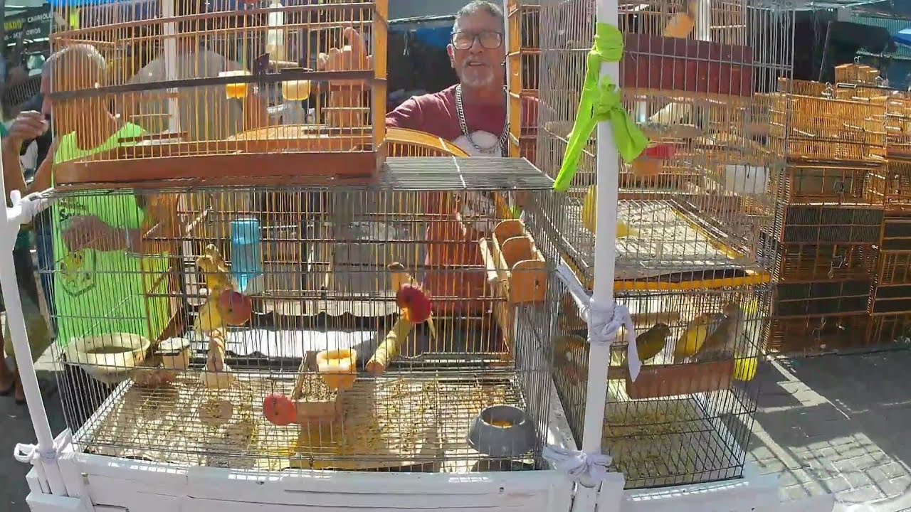 FEIRA DE PÁSSAROS E GAIOLAS DO CORDEIRO RECIFE-PE 