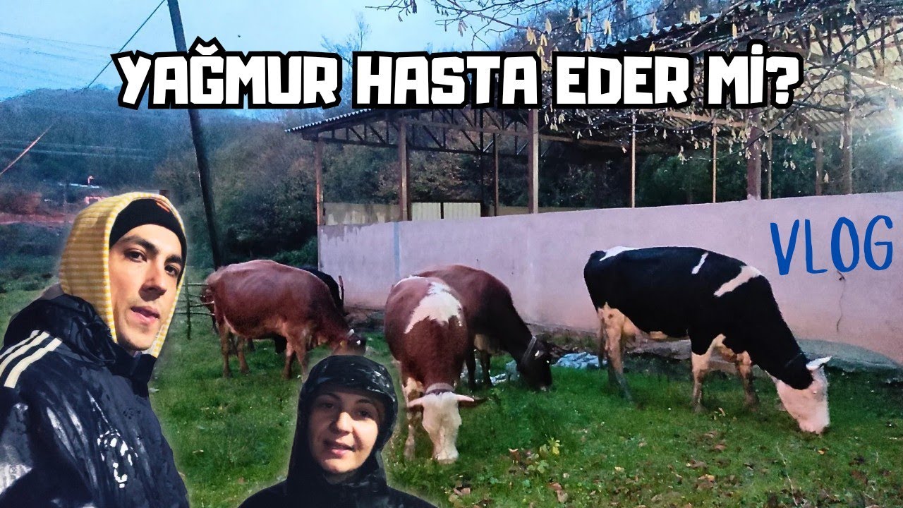 İnekler Sağanak Yağmura Yakalandı | 60 Saniyede Çobanlık Challenge