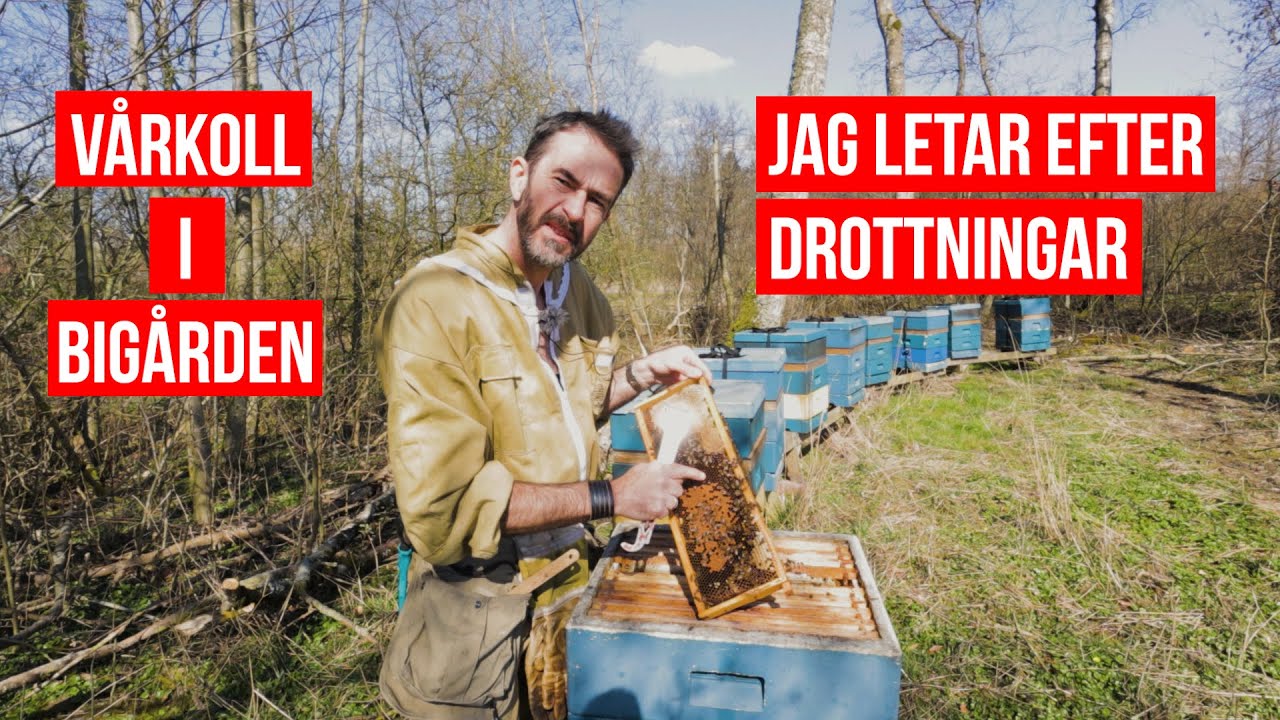 Vårkoll på riktigt i bigården