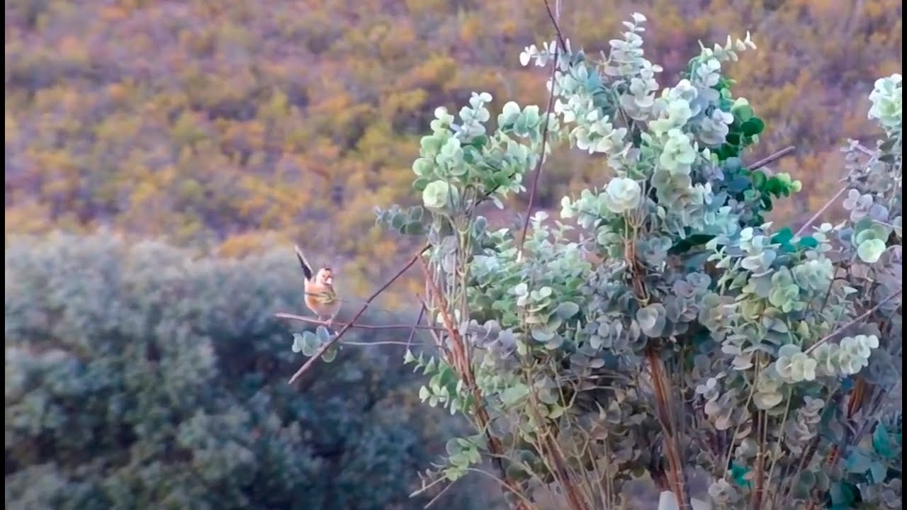 CHASSE À LA GLU sur un jeune arbre - Captures de chardonnerets et linottes