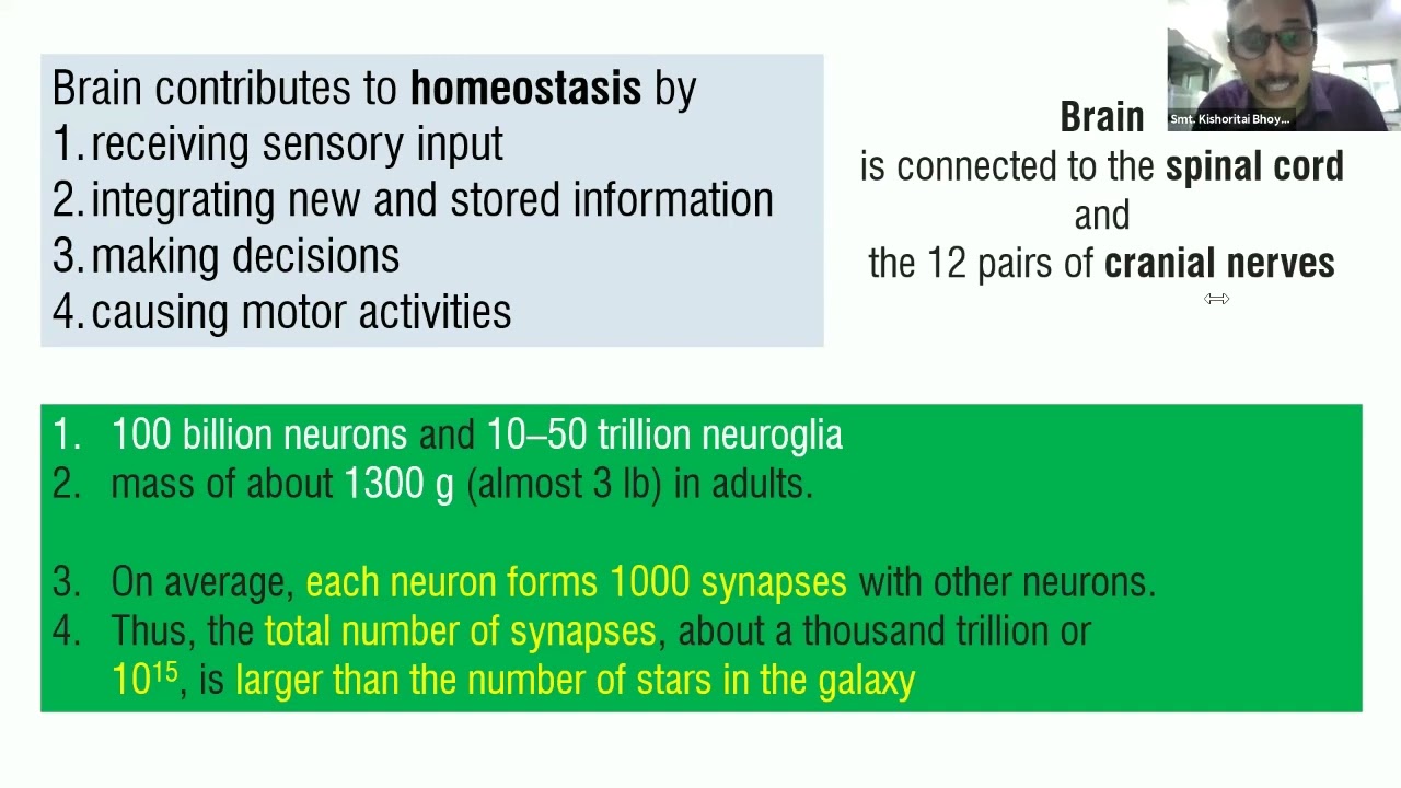 Human Anatomy & Physiology II:Nervous System: The Brain & Cranial Nerves: Mr. Manish Aglawe