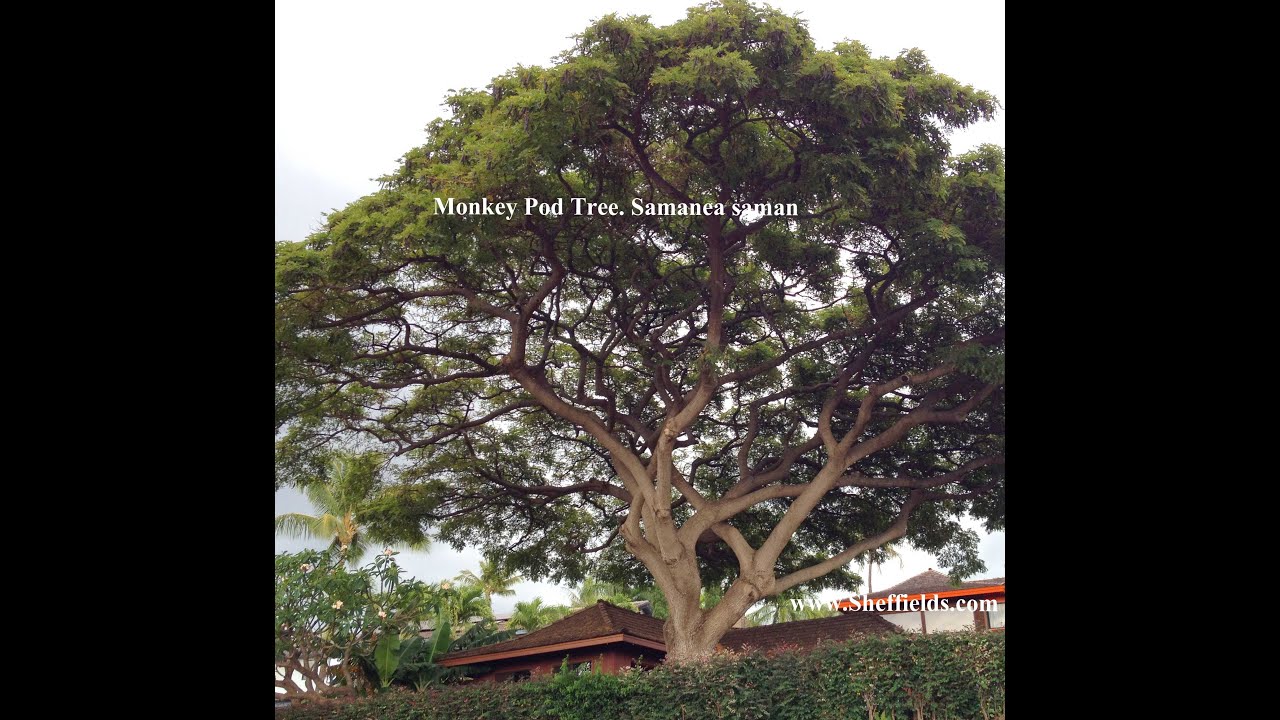 Monkey Pod Tree Seed Extraction