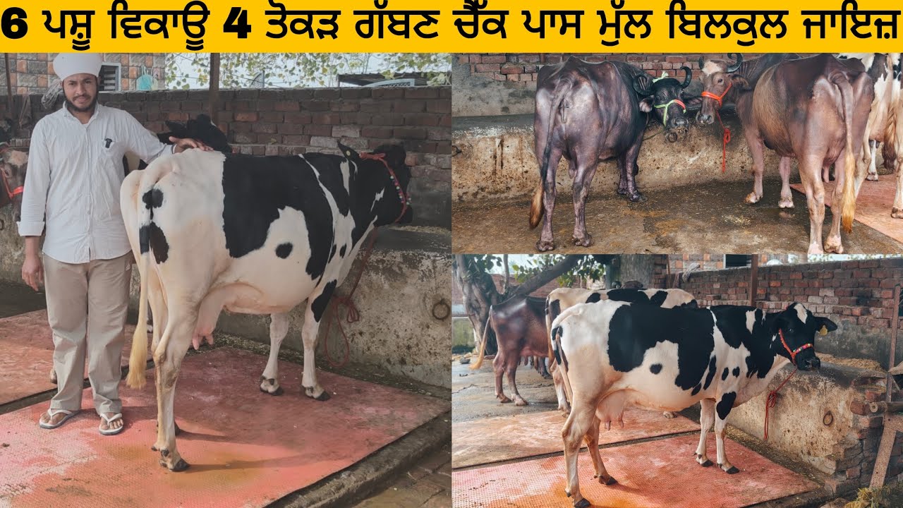6 ਪਸ਼ੂ ਵਿਕਾਊ 4 ਤੋਕੜ ਗੱਬਣ ਚੈੱਕ ਪਾਸ ਮੁੱਲ ਬਿਲਕੁਲ ਜਾਇਜ਼ ਪਿੰਡ ਕੈਰੋ  ਜਿਲਾ ਤਰਨ ਤਾਰਨ 9872439717 8264720068
