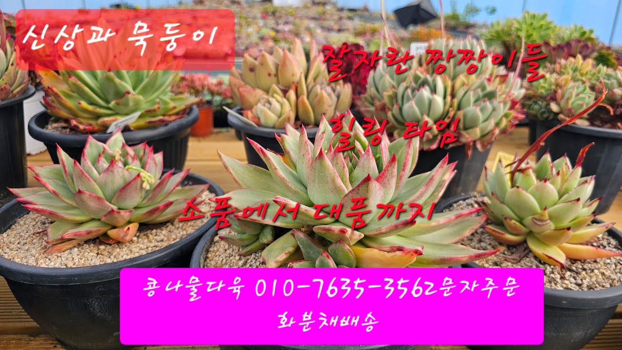 소품에서 대품까지,월~금아침방송,신상과 묵둥이,화분채배송 010-7635-3562택배문자주문 콩나물다육 