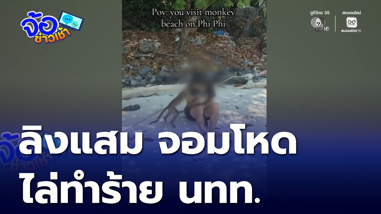 ลิงแสม จอมโหดไล่ทำร้ายนักท่องเที่ยว | จ้อข่าวเช้า