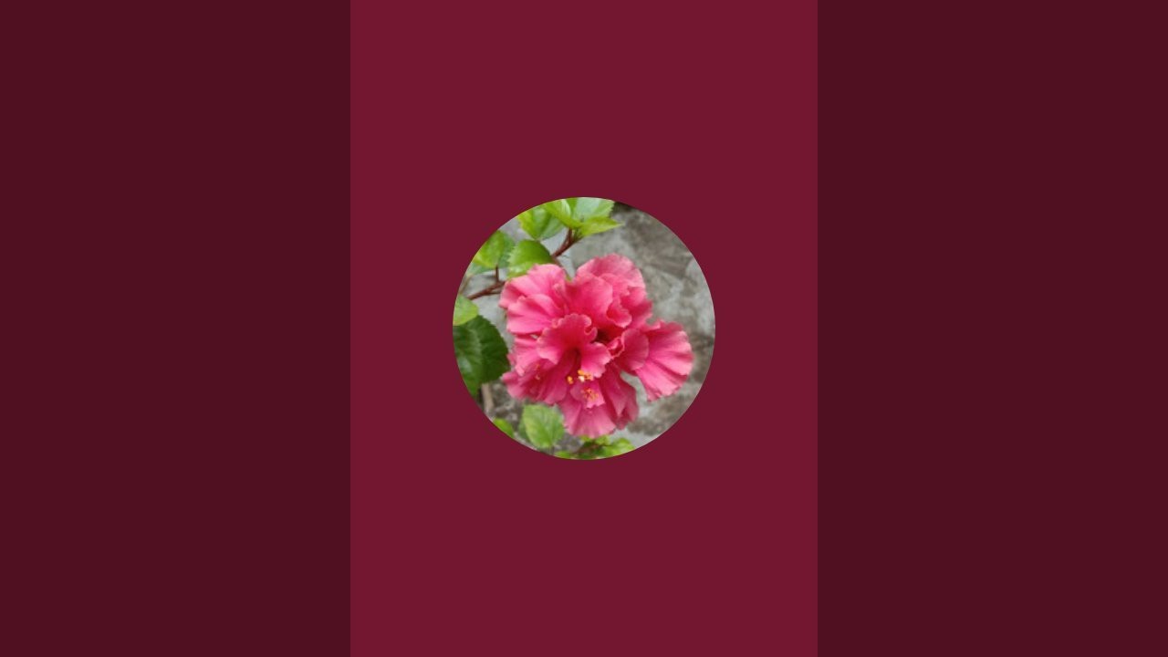 Sangeeta The Gardening  is live!