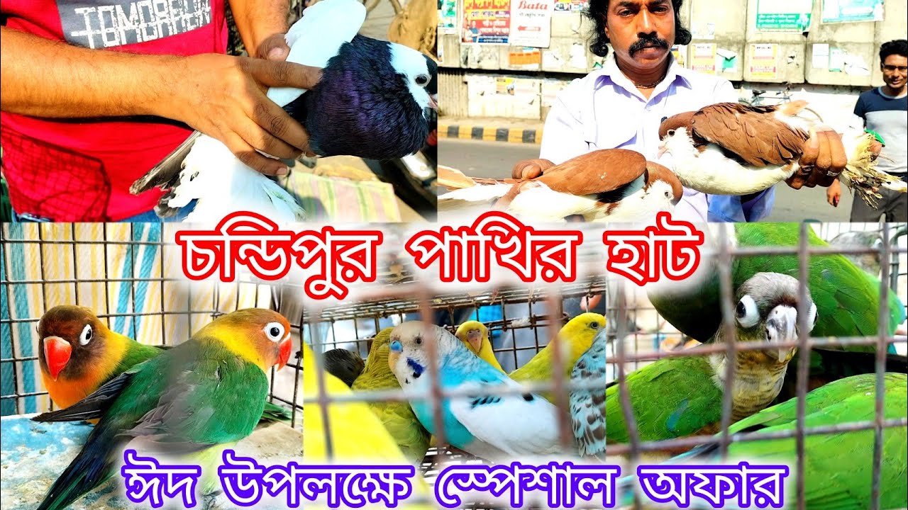 চন্ডিপুর পাখির হাট 12/04/24 Chandipur pet market visit recent video exotic birds pigeon low price