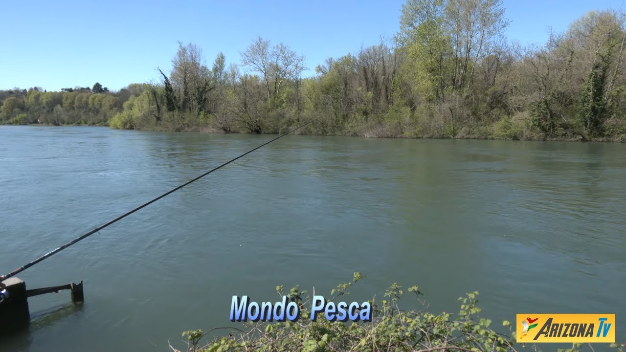MONDO PESCA - CAVEDANI DELL' ADDA MONOAMO - SHORT VERSION -  #pescasportiva