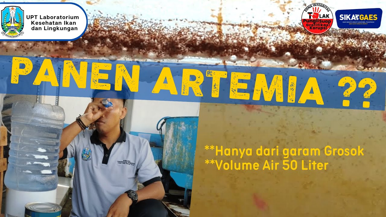 BUDIDAYA ARTEMIA MURAH DAN ANTI GAGAL!!!