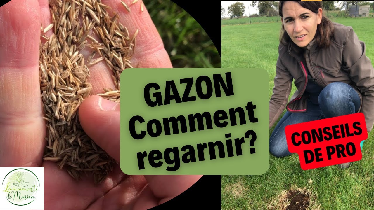 Gazon: comment regarnir sa pelouse?
