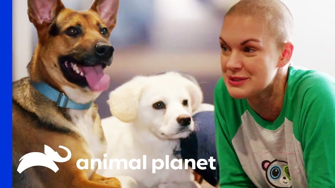 Amanda Saves 16 Dogs During Road Trip Across Ten States | Amanda To The Rescue