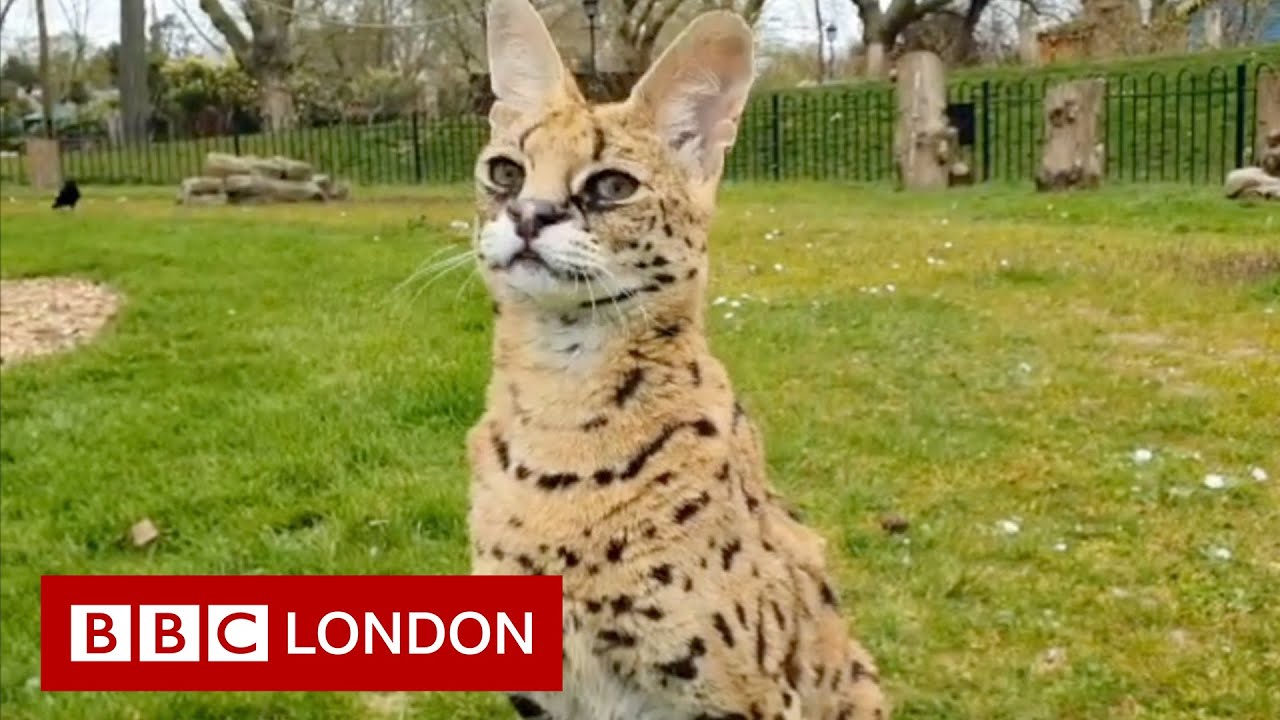 What does London Zoo look like on lockdown?
