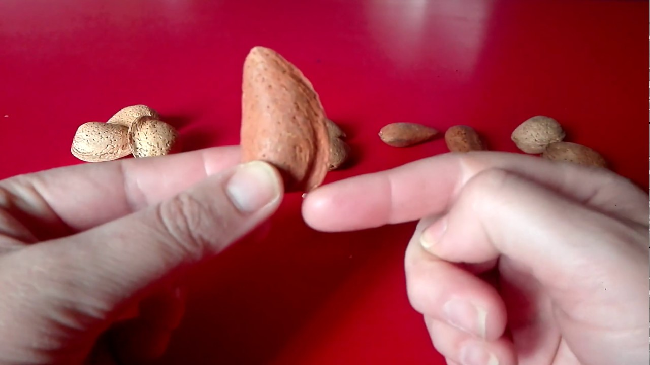 Almendras con cascara. Tipos y variedades