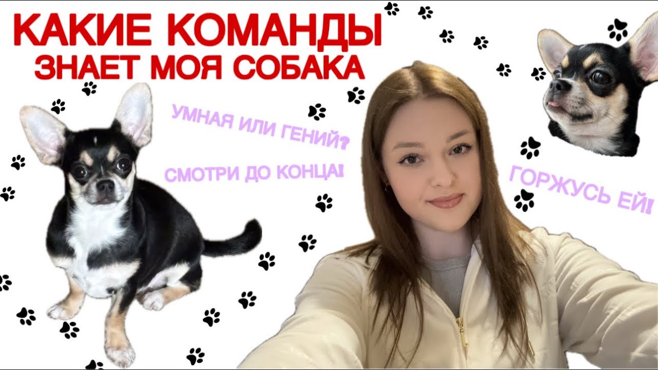 ВСЕ КОМАНДЫ, КОТОРЫЕ ЗНАЕТ МОЯ СОБАКА 🐕💗 | ВЫ БУДЕТЕ В ШОКЕ 😨