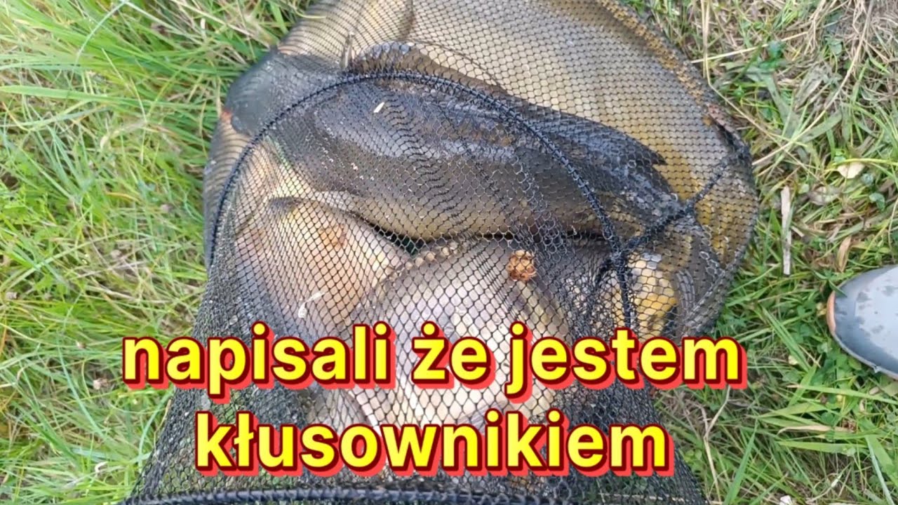 W tym Stawie są same Duże Ryby . KARPIE złowiłem, zabrałem i zarybiłem .