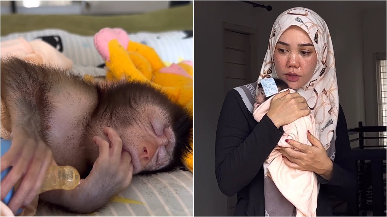 Mom is worried about Baby Monkey Dino who has a fever and has lost his appetite