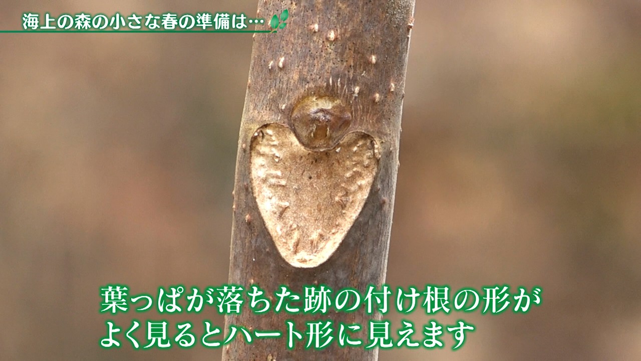 海上の森の小さな春の準備は…【アプデの森】