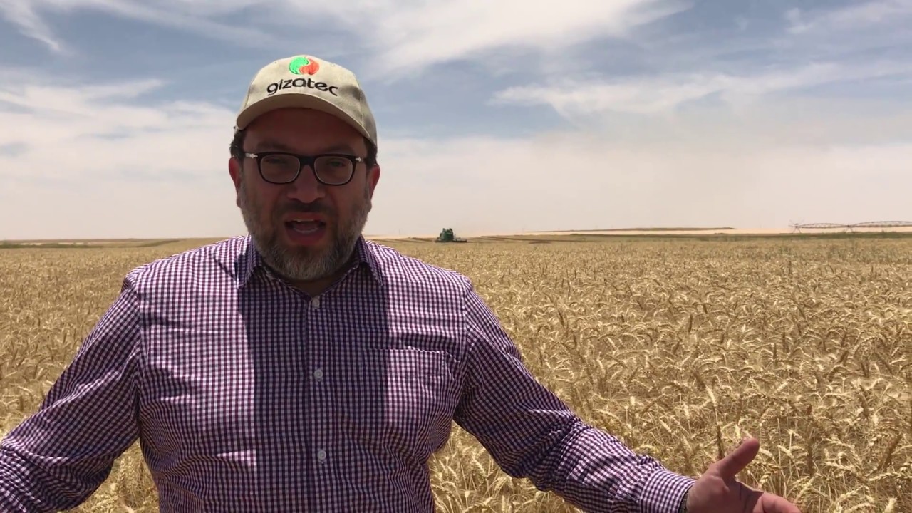 Optimum yield in the world largest wheat farm in desert sandy soil using the favourite fertilizer.