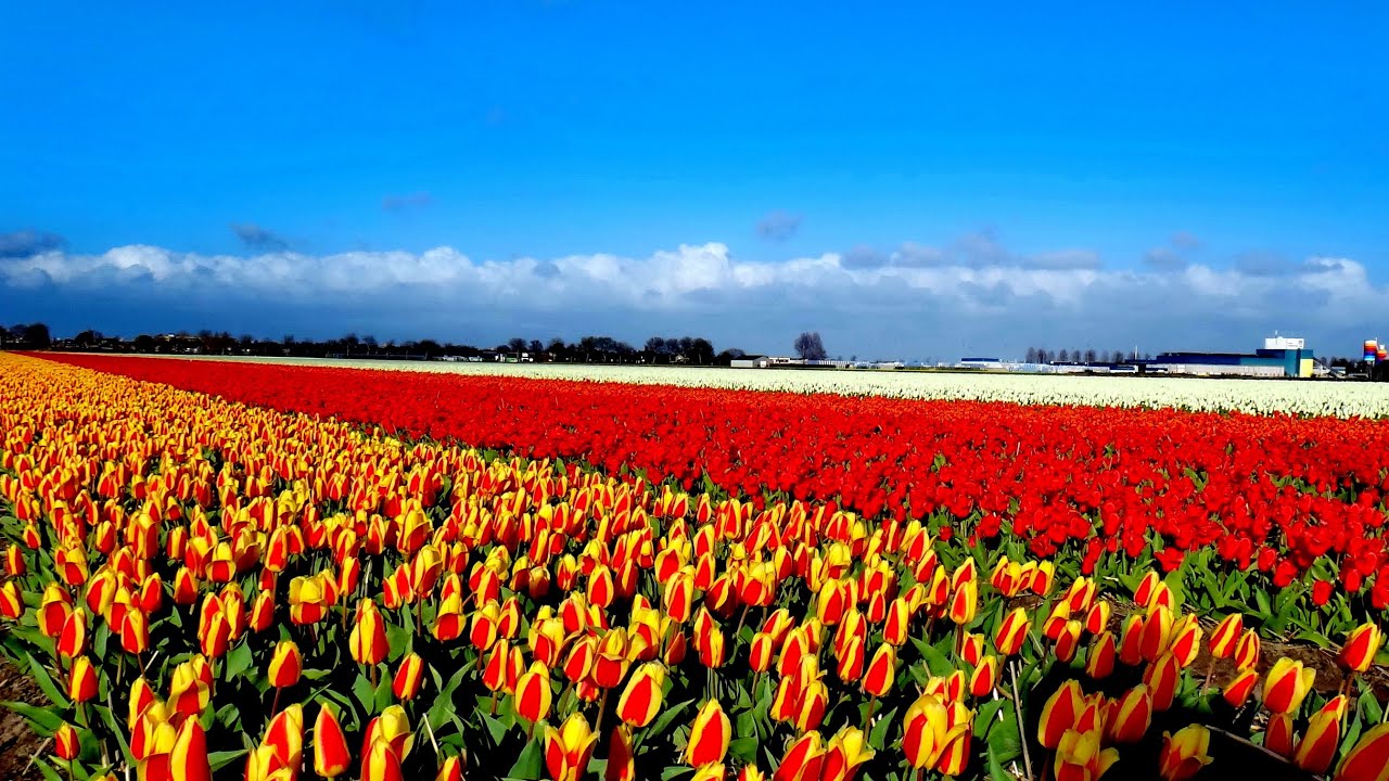 HOLLAND LISSE Keukenhof