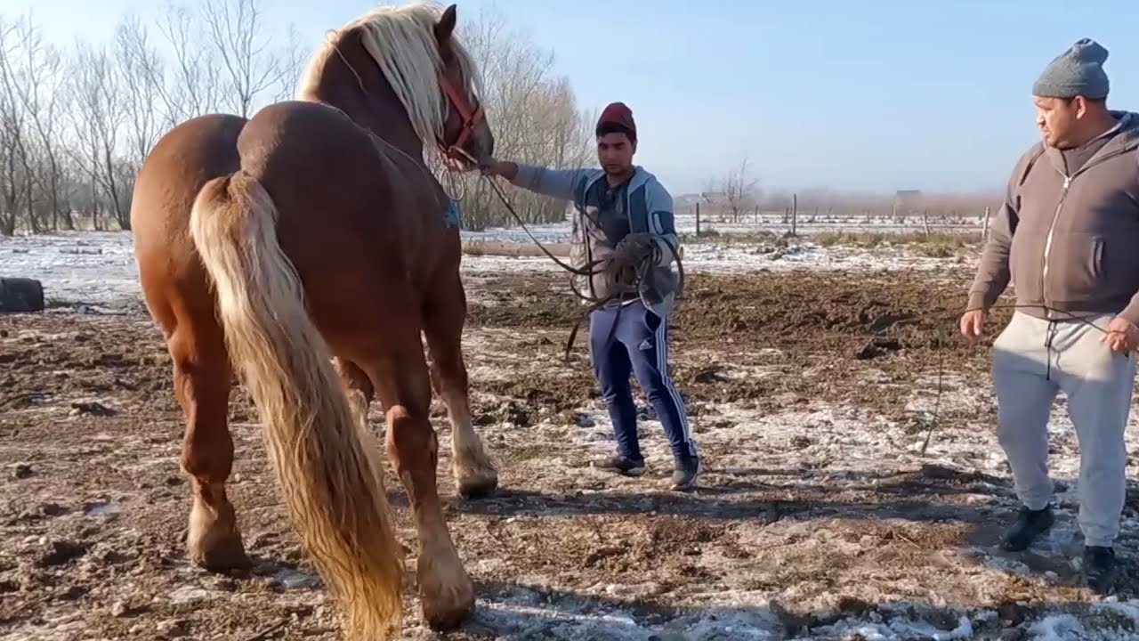 Armăsar  Sange Rece Unguresc