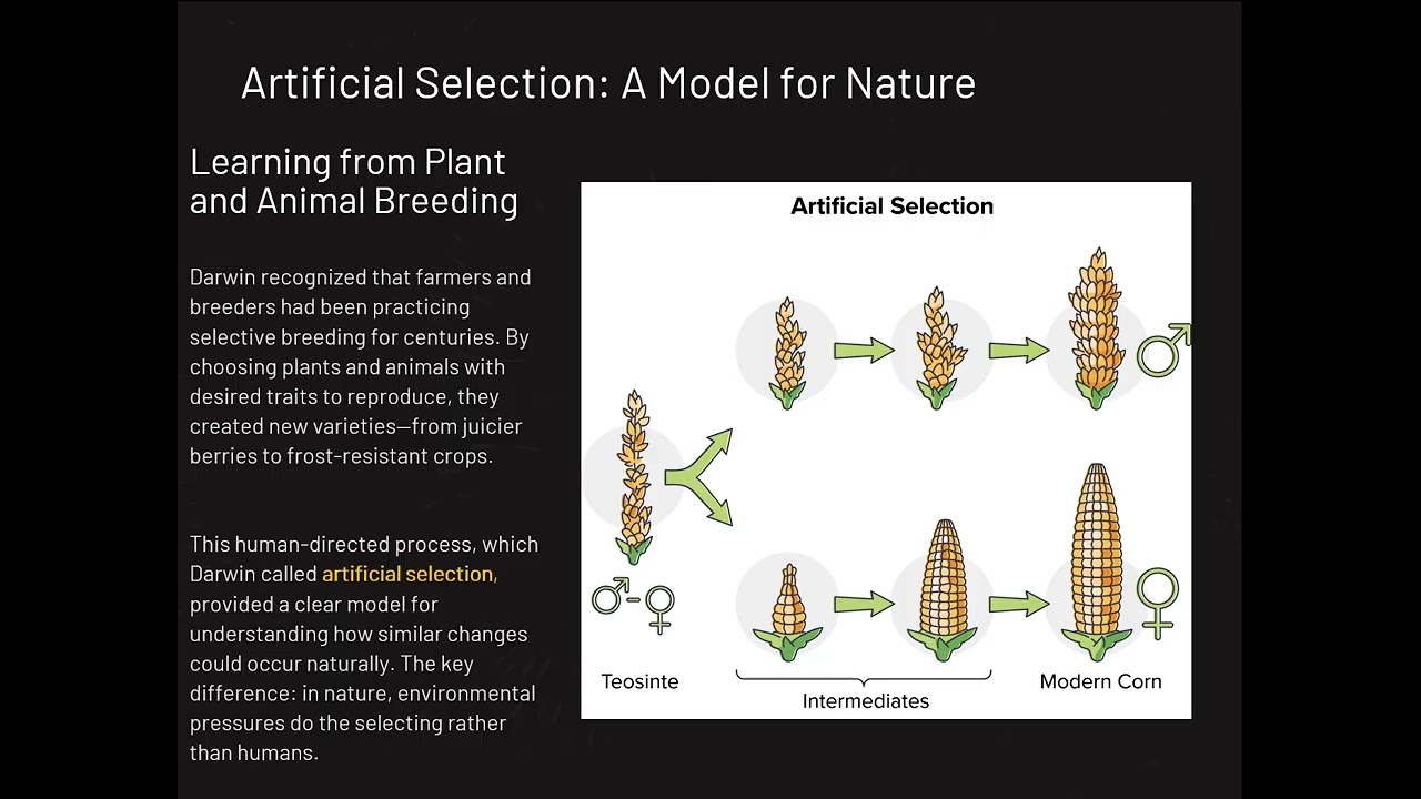 LE 3.6 How do different evolutionary mechanisms especially natural selection change allele....
