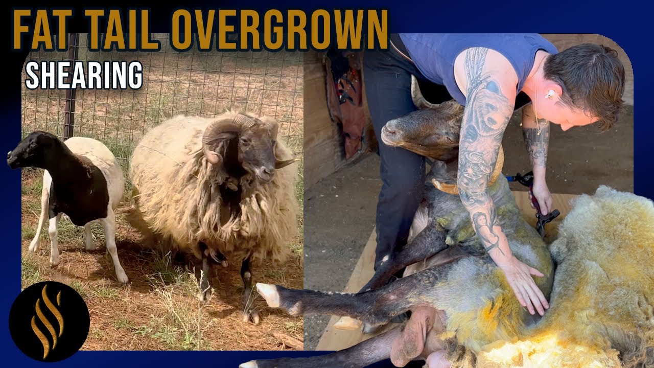 Shearing After Missing 18 Months