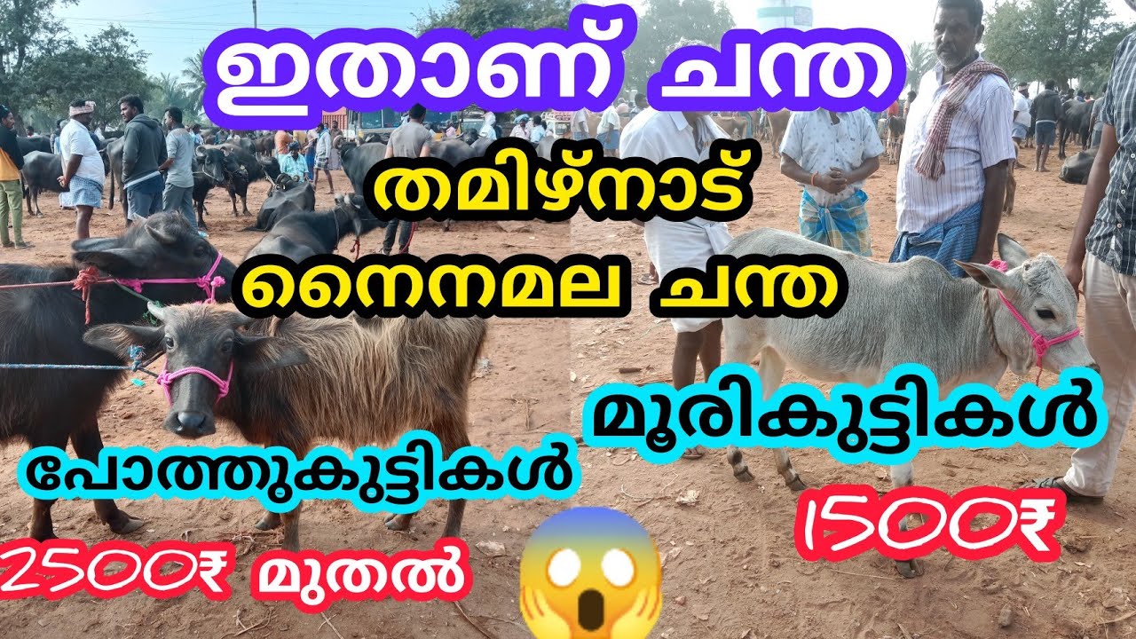 മലയാളത്തിൽ ആദ്യമായി തമിഴ്നാട് നൈനമല ചന്ത ❗️വിലക്കുറവിന്റെ പറുദീസ #anwarvlog #cattlemarketthamilnadu