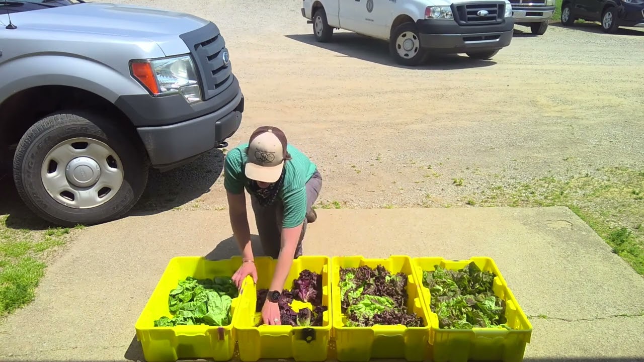 Post Harvest Storage of Lettuce