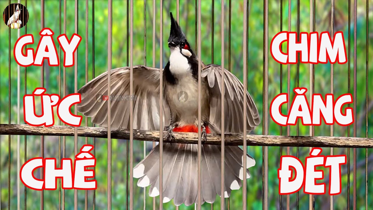 Kích Chào Mào Hót Ché/ Kích Chào Mào Bổi Hót Đấu Mới Nhất / 100% Căng Lửa / Nghe Là Phải Đấu.224