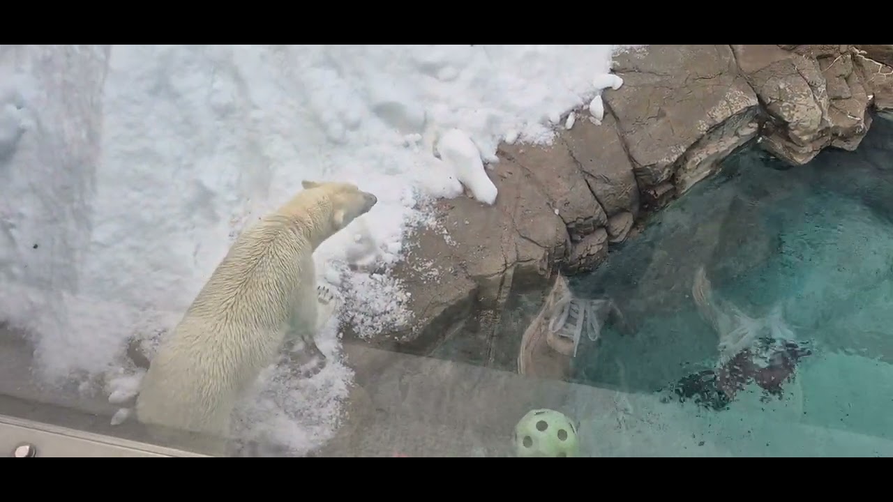 ホッキョクグマ🐻‍❄️のゆめちゃん