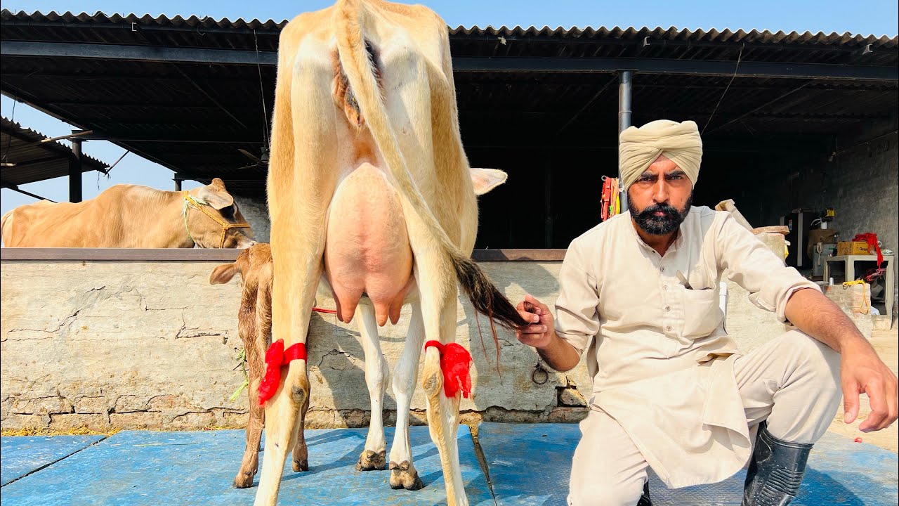 ਪਿੰਡ ਭਾਈਰੂਪਾ। ਮੁੱਲ 35,000😱🔥ਦੰਦੋ ਖੀਰੀ ਤੇ ਚਾਰ ਦੰਦ ਤਾਜ਼ੀਆਂ ਸੂਈਆਂ ਦੋ ਵਹਿੜਾ 👌🏻🔥💎Bawa dairy farm 