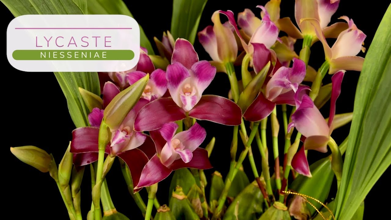 Orquídea Lycaste Niesseniae - Alma del Bosque