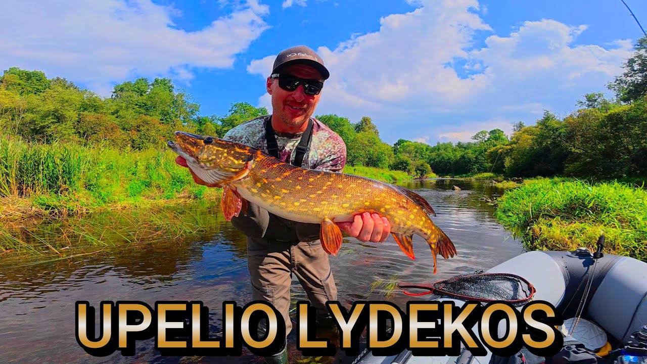 Tame upelyje vandens tik iki kelių,o lydekos kimba ,kaip išprotėjusios. Lydekų žūklė mažoje upėje.