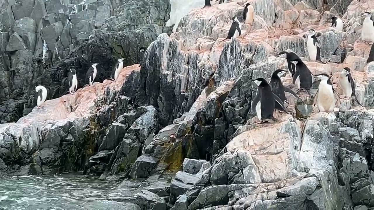 Chinstrap Penguin