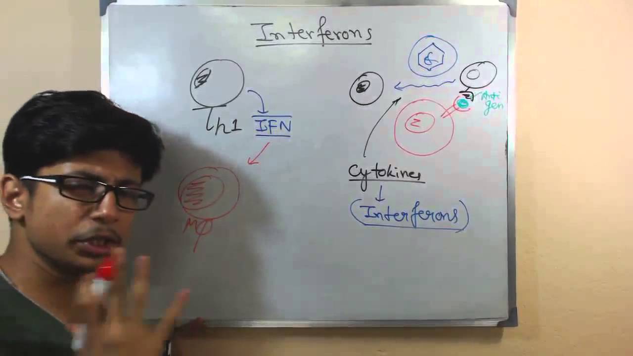 Interferons