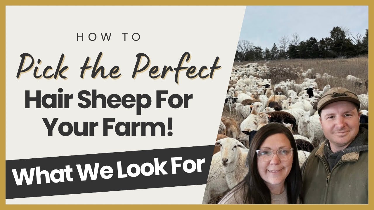 Beginner’s Guide To Buying Hair Sheep: What To Look For and When To Buy