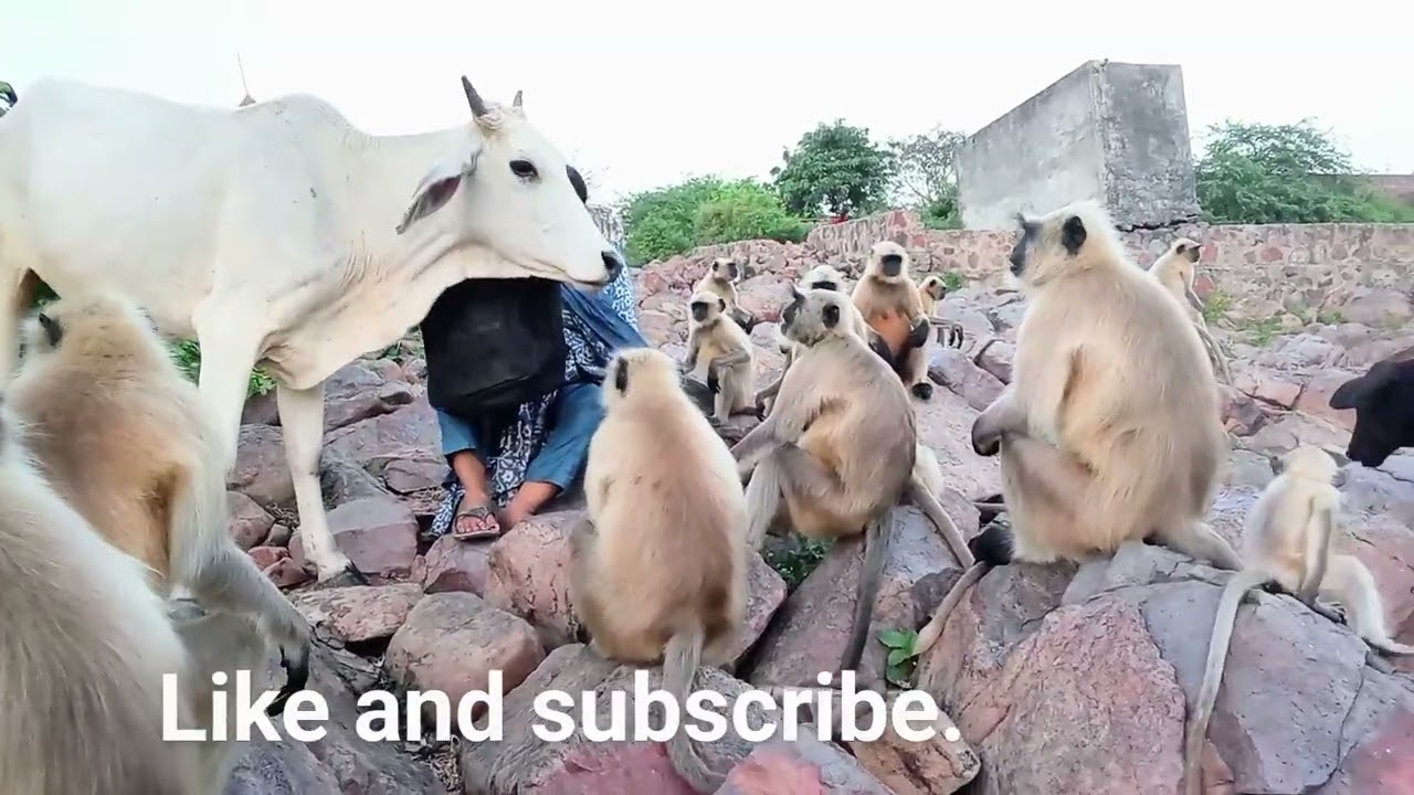Fun with langoors and monkeys@Brij-vlog-757.