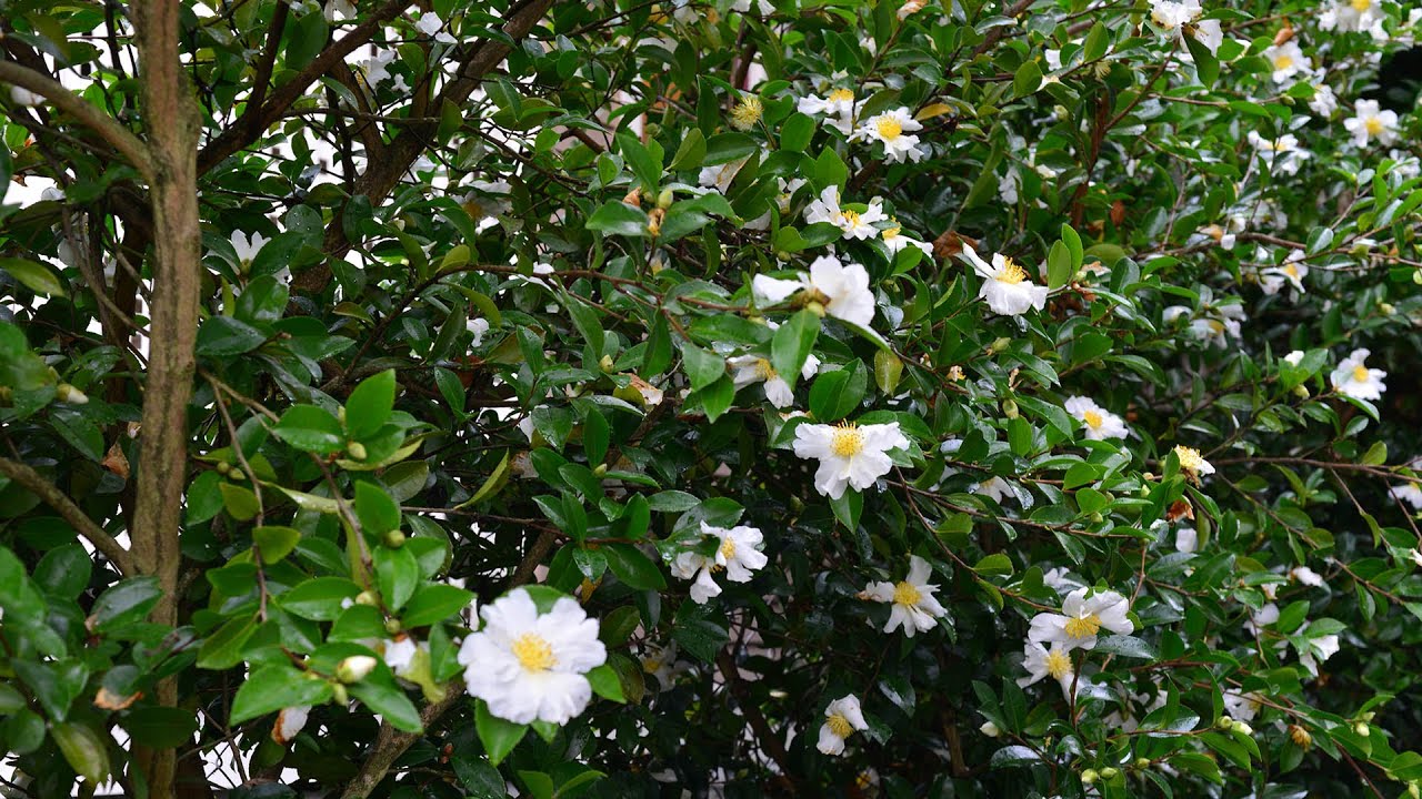 Sasanqua Camellia (Camellia sasanqua)