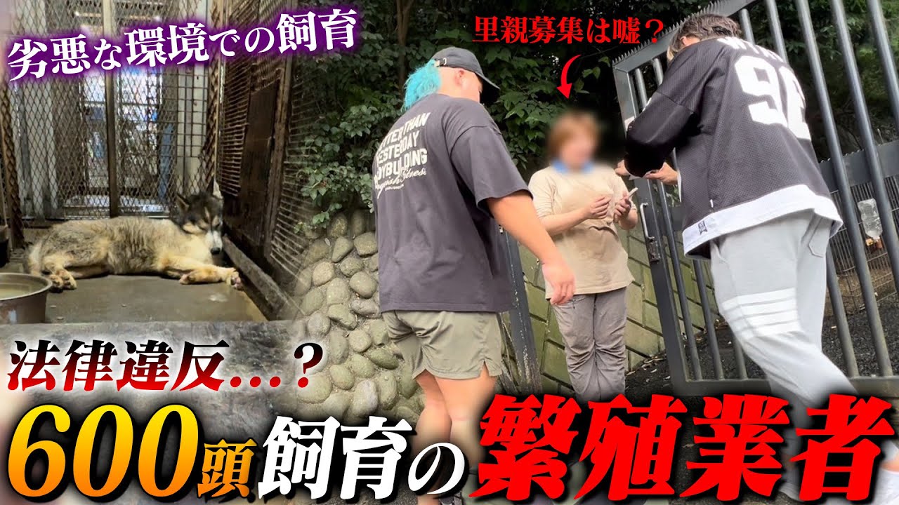 6年間、日があたらない部屋で繁殖し続けられた犬を救出